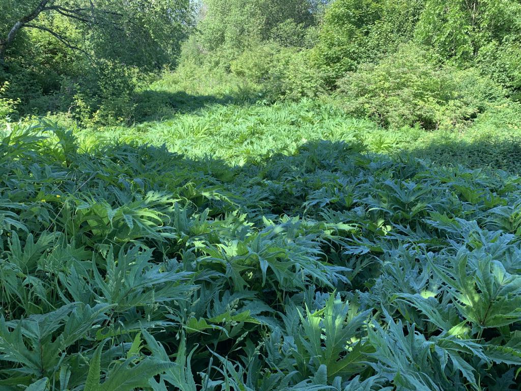 Heracleum mantegazzianum jätteloka