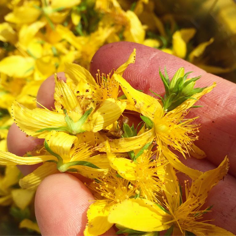 Örter för smak och känsla - Green Spaces