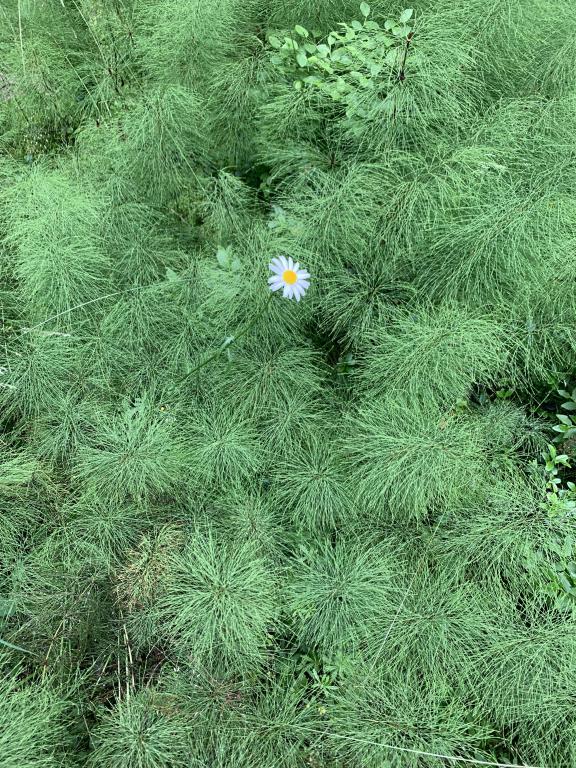 Ogräs - åkerfräken