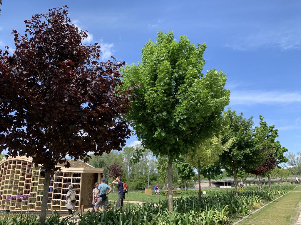 Floriade 2022 trädallé Acer platanoides