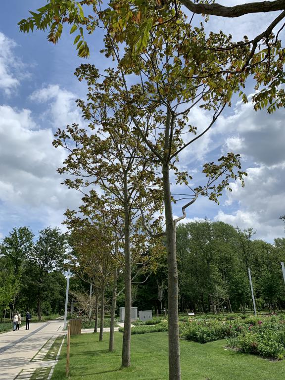 Floriade 2022 trädallé Ailanthus altissima
