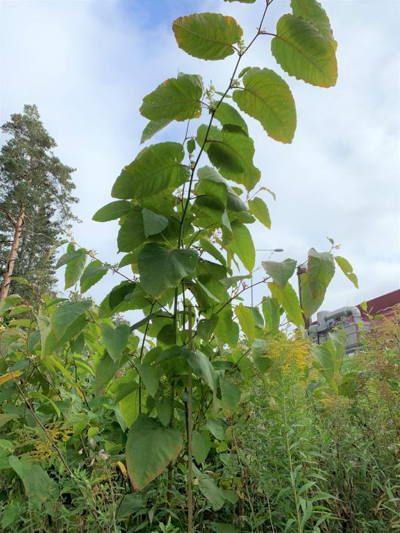 Reynoutria sachalinensis jätteslide