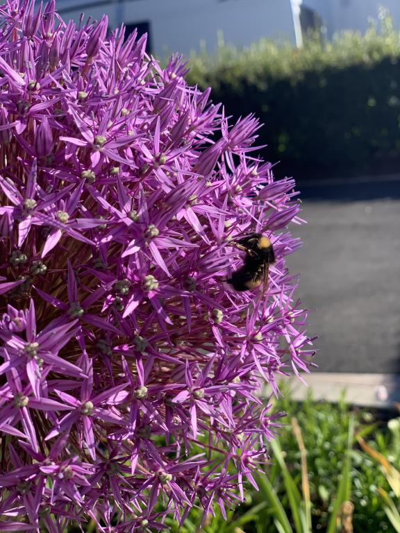 Allium 'Globemaster'
