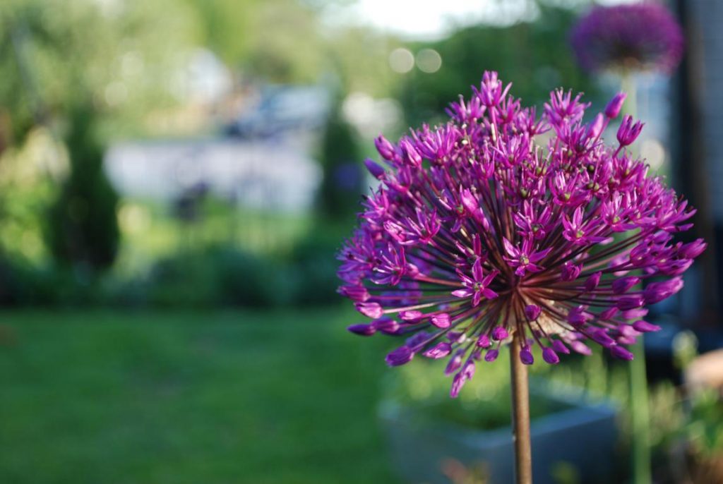 Blommande rabatt allium