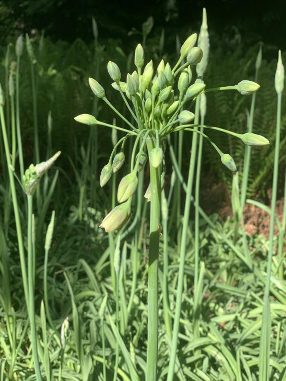 Allium siculum honungslök