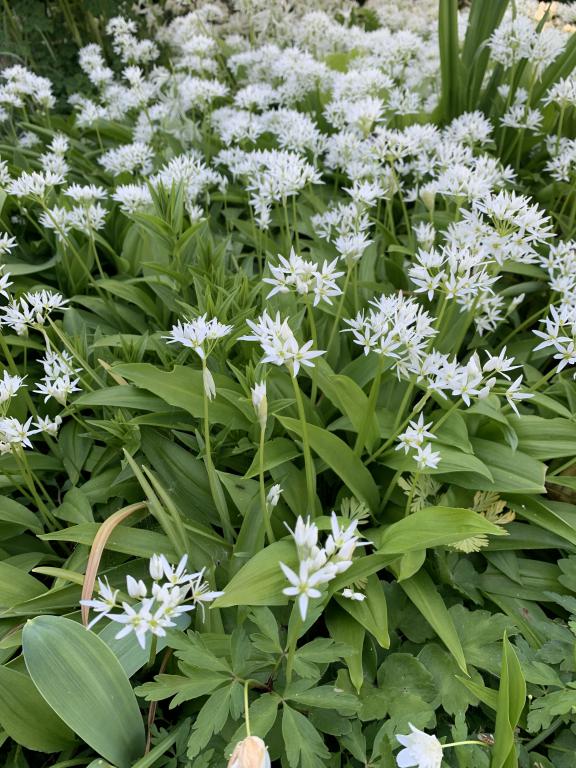 Allium ursinum ramslök