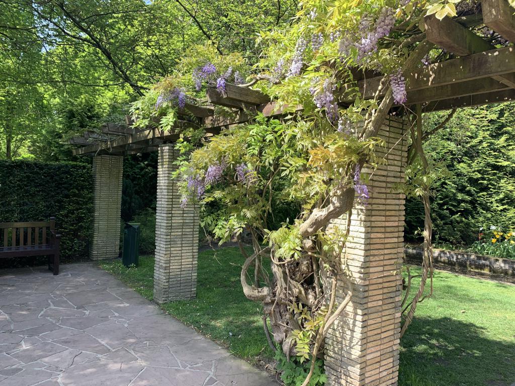 Pergola med blåregn