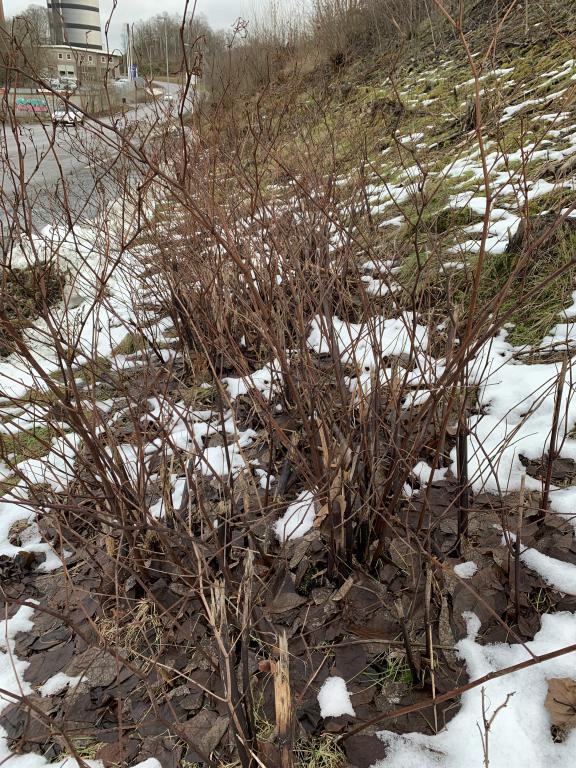 Reynoutria japonica parkslide i visset stadie på vintern