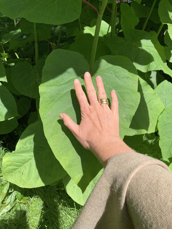 Reynoutria sachalinensis jätteslide