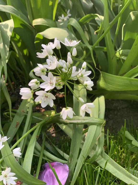 Allium (cowanii) neapolitanum