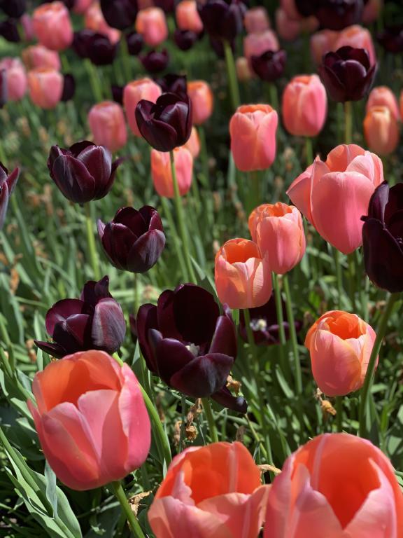 Tulipa plantering blandning 'Queen of Night' och rosaaprikos
