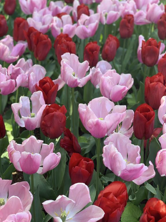 Tulipa plantering blandning rosa och rött
