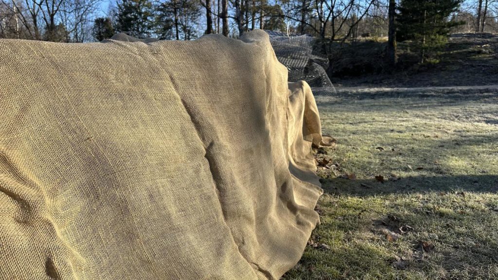 Skugga städsegröna växter mot tjältorka