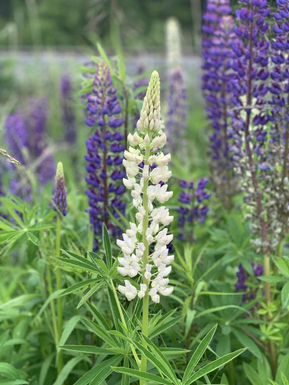 Lupinus plyphyllus blomsterlupin