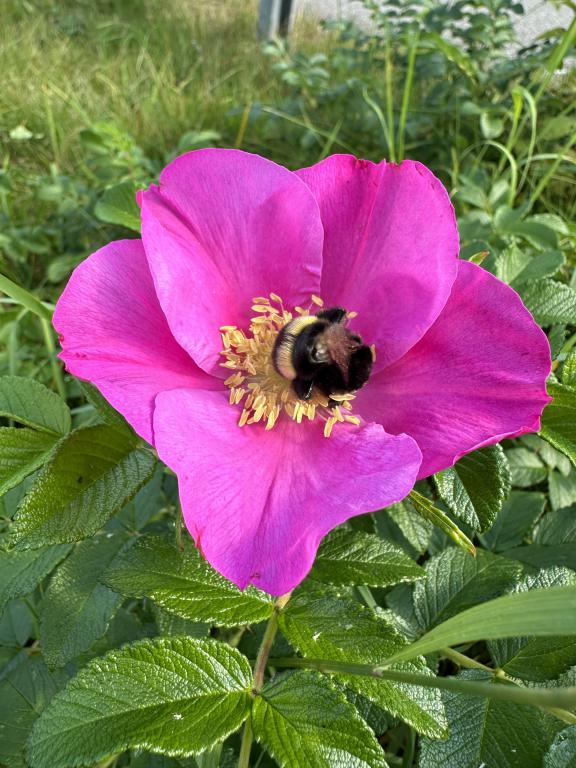 Rosa rugosa vresros invasiv främmande växt